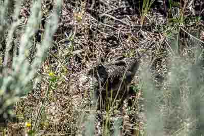 common nighthawk th 2