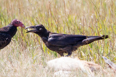 common raven th 1