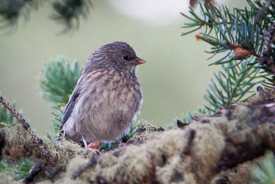 dark-eyed junco th 1