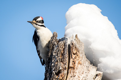 downy woodpecker th 1