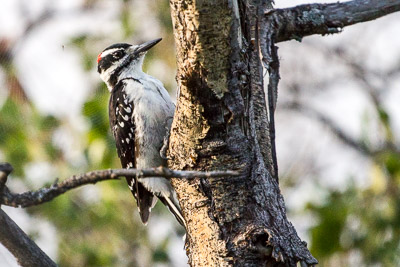 hairy woodpecker th 2