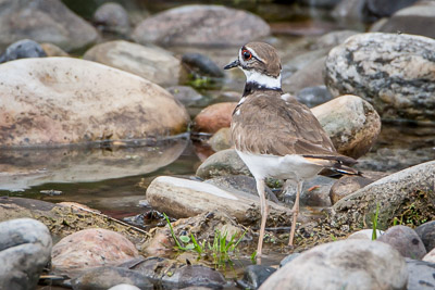 killdeer th 1
