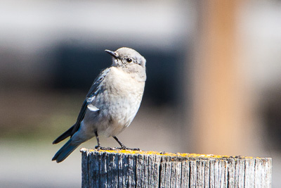 mountain bluebirdth 2