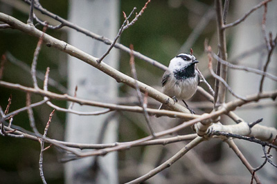 mountain chickadee th 2