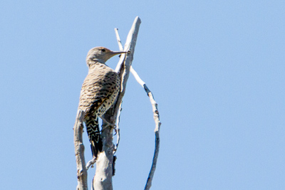 northern flicker th 1