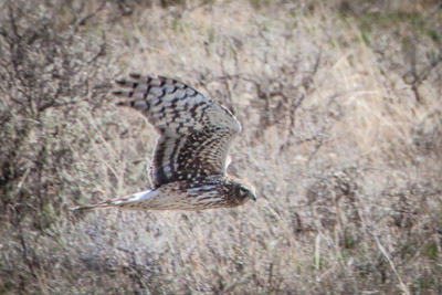 northern harrier th 1
