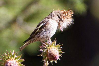pine siskin th 1