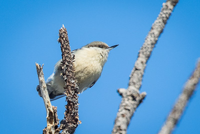 pygmy nuthatch th 2