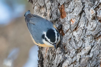 red breasted nuthatch th 2