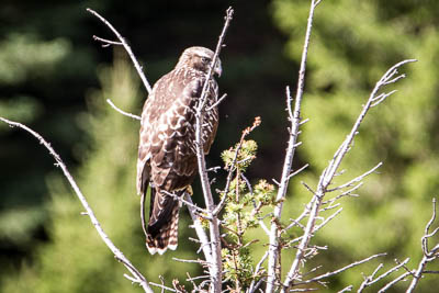 red tailed hawk th 2