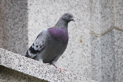 rock dove th 1