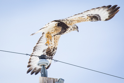 rough legged hawk th 2
