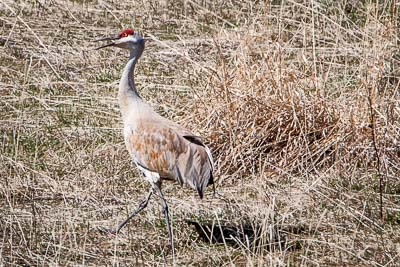 sandhill crane th 2