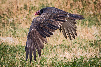 turkey vulture th 2