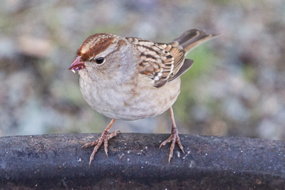 white-crowned sparrow th 2