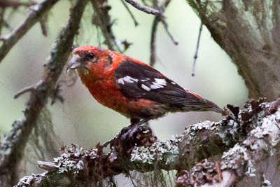 white-winged crossbill th 2