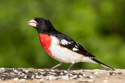 rose breasted grosbeak th 2