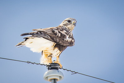 rough legged hawk th 2