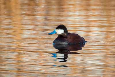 ruddy duck th 2