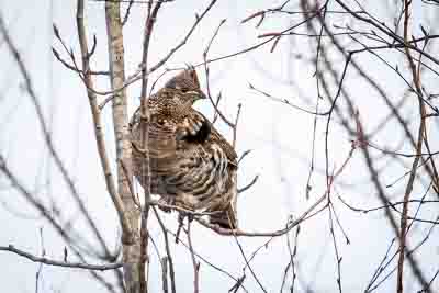 ruffed grouse th 2