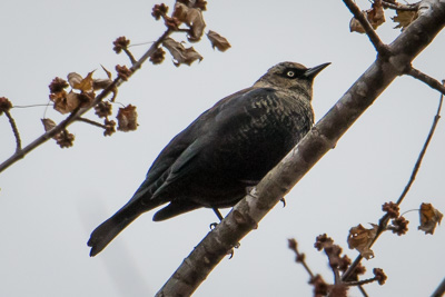 rusty blackbird th 2