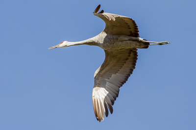 sandhill crane th 3