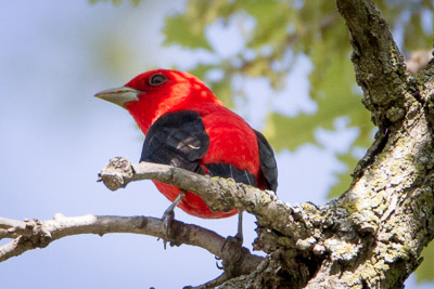 scarlet tanager th 2