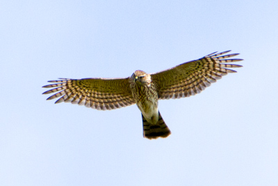 sharp shinned hawk th 5