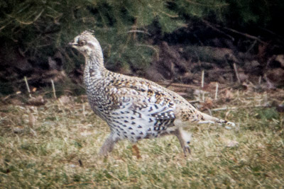 sharp tailed grouse th 2