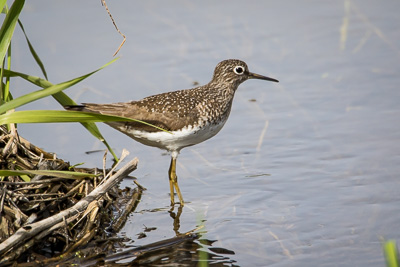Solitary sandpiper th 2