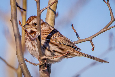 song sparrow th 2