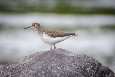 spotted sandpiper th 4