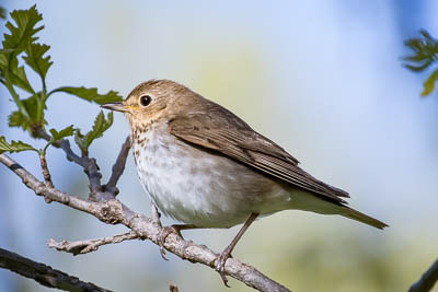 swainsons thrush th 2