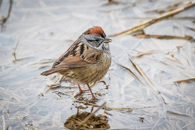 swamp sparrow th 2