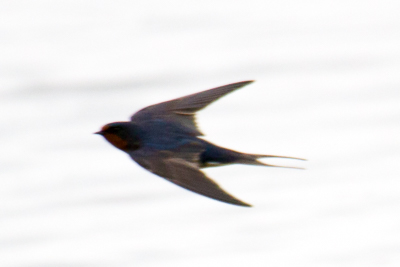 Barn Swallow th 2