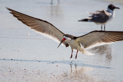 Black Skimmer th 1