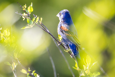 Blue Grosbeak th 2
