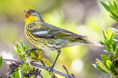 Cape May Warbler th 2