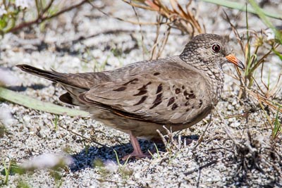 common ground dove th 2