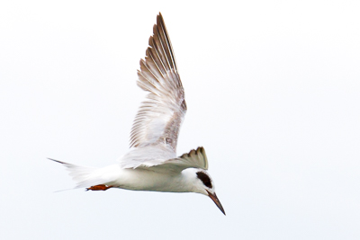 common tern th 2
