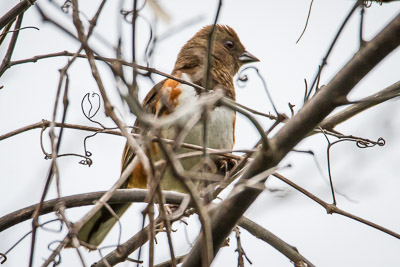 Eastern Towhee th 2