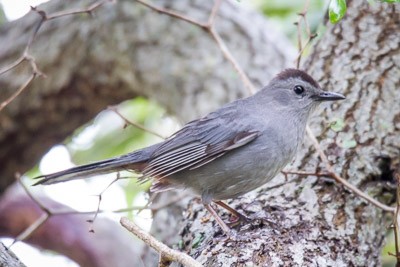 Gray Catbird th 2