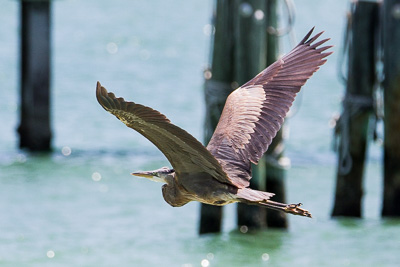 great blue heron th 4