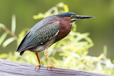 Green Heron th 1