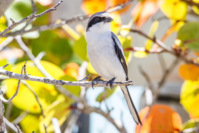 Loggerhead Shrike th 2
