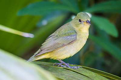 Painted Bunting th 2
