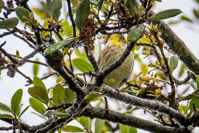 Palm Warbler th 2