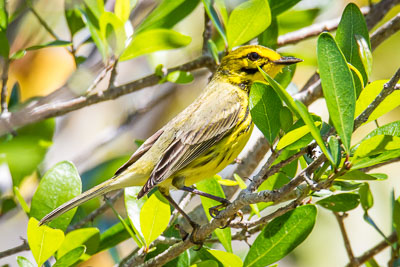 Prairie Warbler th 2