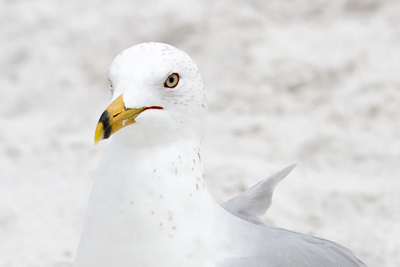 Ring-billed Gull th 3
