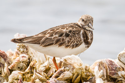 Ruddy Turnstone th 2